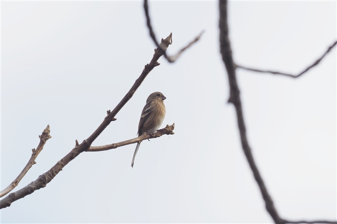 xj}VR,Long-tailed Rosefinch